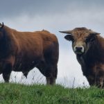 VTTAE-Entraygues-le-Fel-Creste-A-Gentit-17